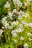 Meadow Saxifrage, Mossy Rockfoil, Saxifraga arendsii 'White', flowers