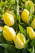 Tulipa Single Early, 'Tulipa Sunny Prince', flowers