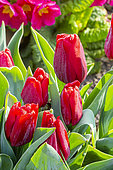 Tulip Single Early, Tulipa 'Red Paradise', flowers