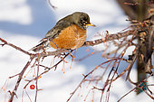 American robin (Turdus migratorius) on American mountain ash (Sorbus americana) in winter, Saguenay lac St Jean region, Province of Quebec, Canada