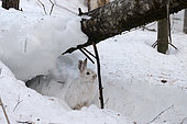 Snowshoe hare (Lepus americanus) at nest in winter, white coat, Saguenay lac St Jean region, Province of Quebec, Canada