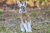 Snowshoe hare (Lepus americanus) changing colour from white to brown in spring, Saguenay lac St Jean region, Province of Quebec, Canada