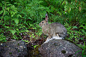 Snowshoe Hare (Lepus americanus) feeding on a rainy spring day, Saguenay lac St Jean region, Province of Quebec, Canada