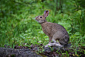 Snowshoe Hare (Lepus americanus) feeding on a rainy spring day, Saguenay lac St Jean region, Province of Quebec, Canada