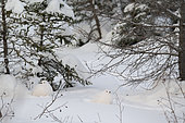 Willow ptarrmigan (Lagopus lagopus) in winter plumage in the snow, James Bay, James Bay, Province of Quebec, Canada