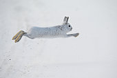 Mountain hare (Lepus timidus) jumping in the snow, James Bay, James Bay, Province of Quebec, Canada