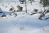 Animal tracks in the snow, James Bay, James Bay, Province of Quebec, Canada