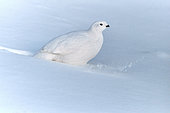 Willow ptarrmigan (Lagopus lagopus) in winter plumage in the snow, James Bay, James Bay, Province of Quebec, Canada