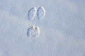 Hare tracks in the snow, James Bay, James Bay, Province of Quebec, Canada