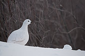 Willow ptarrmigan (Lagopus lagopus) in winter plumage in the snow, James Bay, James Bay, Province of Quebec, Canada