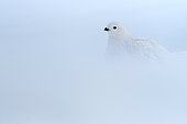 Willow ptarrmigan (Lagopus lagopus) in winter plumage in the snow, James Bay, James Bay, Province of Quebec, Canada