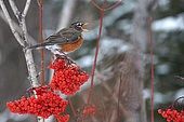 American robin (Turdus migratorius) eating American mountain ash (Sorbus americana) berries in winter, Saguenay lac St Jean region, Province of Quebec, Canada