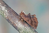 Coxcomb prominent (Ptilodon capucina), moth on wood, side view, Gers, France.