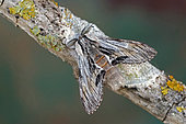 Tawny Prominent (Harpyia milhauseri), moth on wood, top view, open wings, Gers, France.