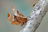 Lunar Thorn (Selenia lunularia), moth on wood, side view, closed wings, Gers, France.