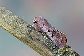Hebrew Character (Orthosia gothica) moth on wood, side view, Gers, France.