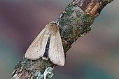 True armyworm moth (Mythimna unipuncta), moth on wood, top view, open wings, Gers, France.
