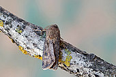 Turnip moth (Agrotis segetum), moth on wood, top view, Gers, France.