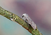 Lead-coloured drab (Orthosia populeti), moth on wood, side view, Gers, France.