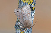 Twin-spotted Quaker (Anorthoa munda), moth on wood, top view, Gers, France.
