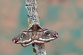 Emperor moth (Saturnia pavonia) or Small emperor moth (Saturnia pavoniella), these two species cohabit in the Gers and are only differentiable after autopsy, female on wood, top view, Gers, France.