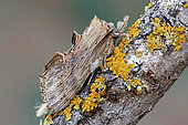 Pale Prominent (Pterostoma palpinum), moth on wood, side view, Gers, France.