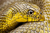 African Shovel-nosed Snake (Scaphiophis albopunctatus)