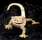 Gecko à crête (Correlophus ciliatus)