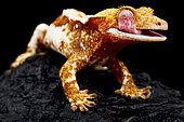 Crested gecko (Correlophus ciliatus)