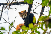 Petit panda ou Panda roux (Ailurus fulgens), sur une branche, Parc national de Singalila, Himalaya, Népal