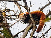 Little Panda (Ailurus fulgens), on a branch, Singalila National Park, Himalaya, Nepal