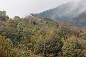 Mossy oak forest in the sub-alpine zone, habitat of the Red Panda, Singalila National Park, Himalaya, Nepal