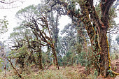 Mossy oak forest in the sub-alpine zone, habitat of the Red Panda, Singalila National Park, Himalaya, Nepal
