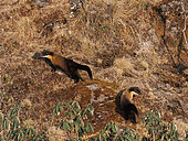 Martre à gorge jaune (Martes flavigula), dans la montagne, Parc national de Singalila, Himalaya, Népal