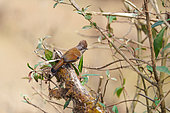 Hoary-throated barwing (Actinodura nipalensis ), perched in a bush, Singalila National Park, Himalayas, Nepal
