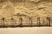 Elements of dune protection against erosion in spring, Tardighen, Pas de Calais, France
