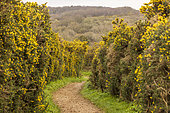 Walking trail lined with gorse in bloom in spring, Pas de Calais, France