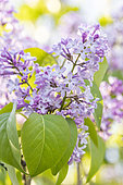 Lilac (Syringa vulgaris) lilac flowers, Bouches-du-Rhone, France