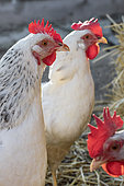 Mixed breed Hens in coop