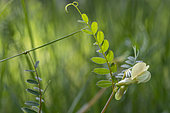 Hairy yellow vetch (Vicia hybrida), Bouches-du-Rhone, France