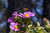 Abeille à miel (Apis mellifera) s'envolant d'une fleur de Ciste cotonneux (Cistus albidus) avec ses corbeilles chargées de pollen, Bouches-du-Rhône, France