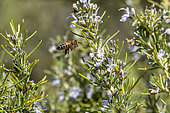 Honey bee (Apis mellifera) flying by a flowering Rosemary (Rosmarinus officinalis), Bouches-du-Rhone, France