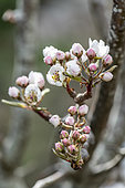 Pear tree 'Williams' flowers in spring, Pas de Calais, France