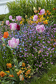 Alpine Forget-me-not (Myosotis alpestris) and Tulip (Tulipa sp) in flowers bed in spring, Pas-de-Calais, France