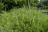 Overgrown garden area to promote biodiversity, spring, Manche, Normandy, France