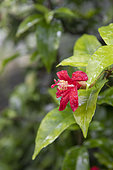 Hibiscus de Kauai (Hibiscus clayi), Jardin du conservatoire botanique de Brest, France, Finistère, été