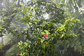 Hibiscus de Kauai (Hibiscus clayi), Jardin du conservatoire botanique de Brest, France, Finistère, été