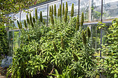 Pride of Madeira (Echium fastuosum), Botanical Conservatory Garden of Brest, Finistère, Brittany, France