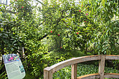 Hibiscus de Kauai (Hibiscus clayi), Jardin du conservatoire botanique de Brest, France, Finistère, été
