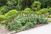 , Botanical Conservatory Garden of Brest, Finistère, Brittany, France